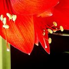 Amaryllis ´Staubgefäße