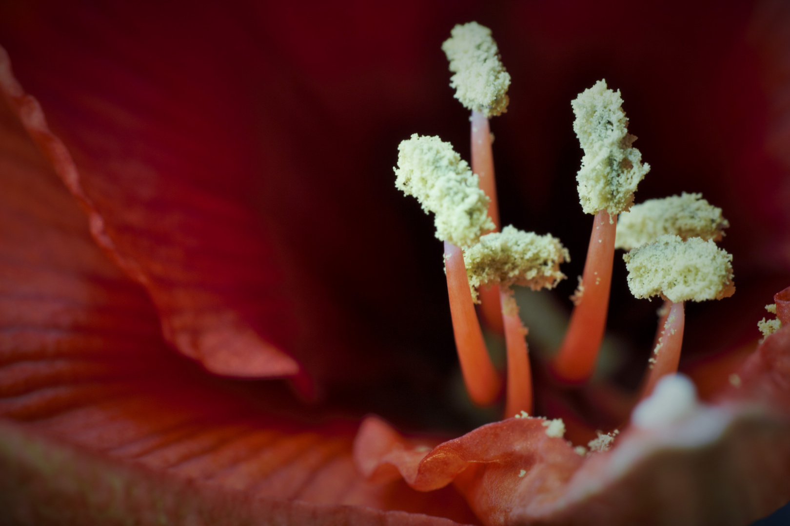 amaryllis stempel