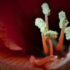 amaryllis stempel