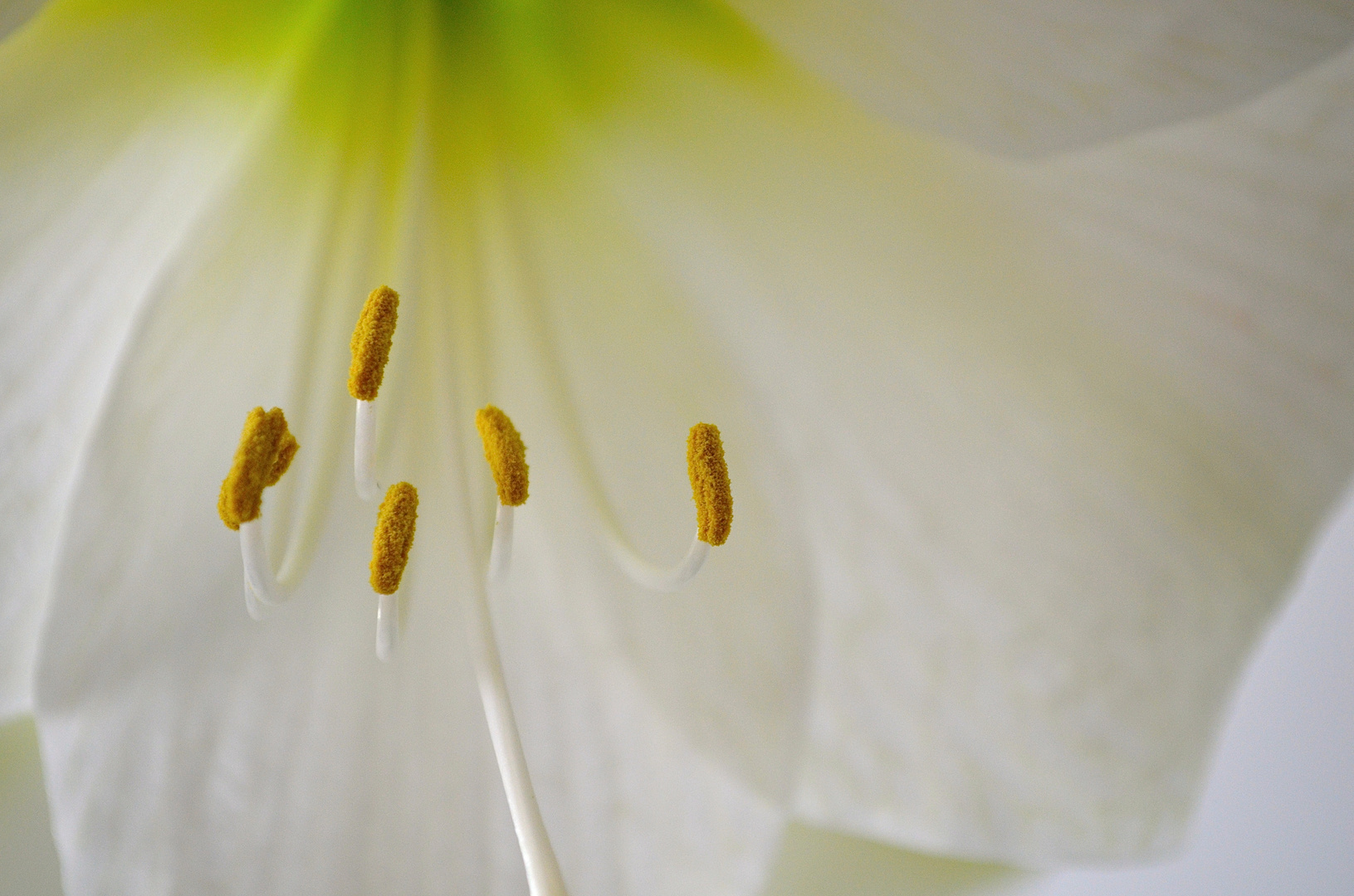 Amaryllis - Stempel