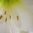 Amaryllis - Stempel