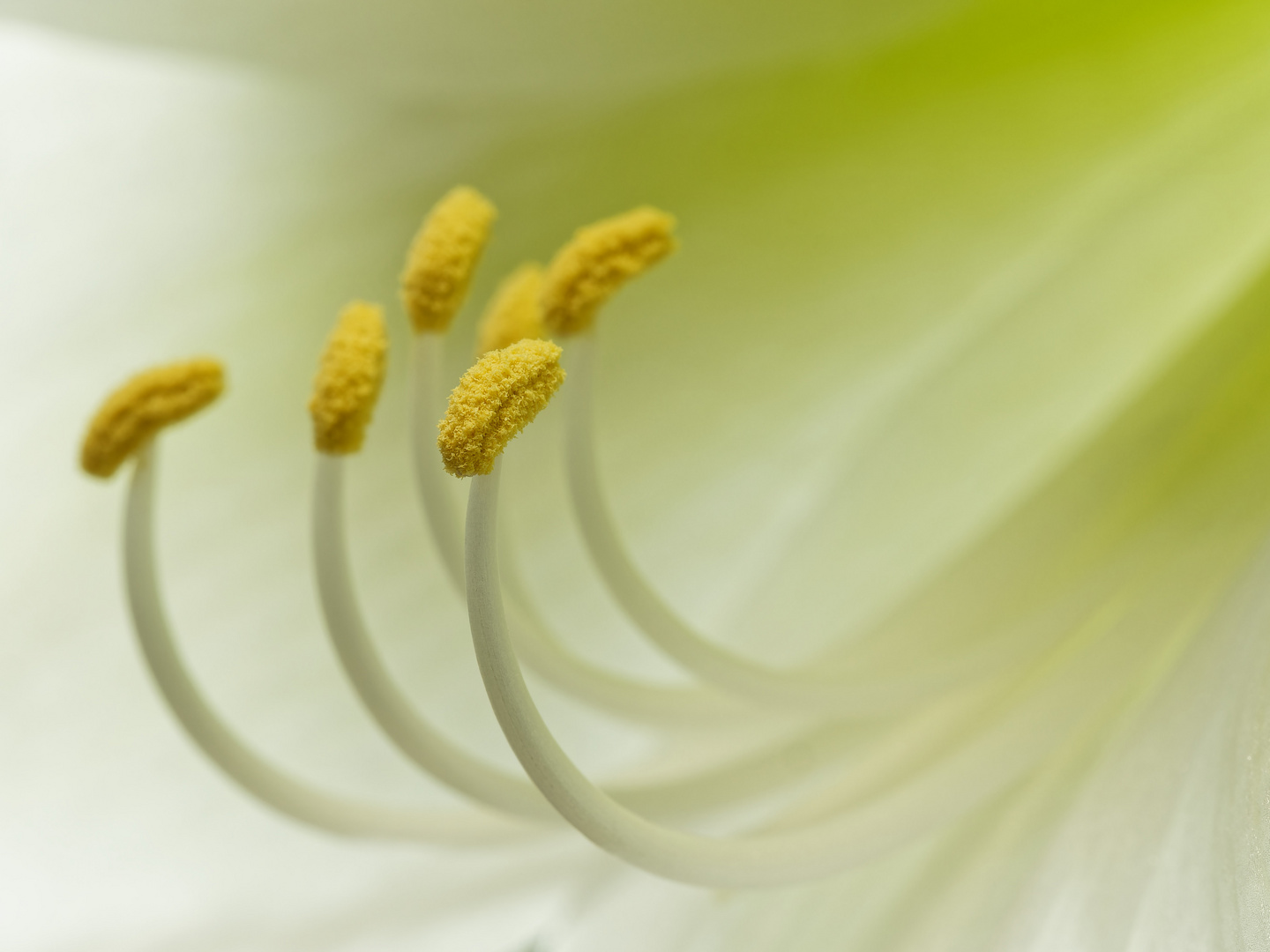 Amaryllis Stempelchen