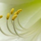 Amaryllis Stempelchen