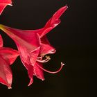 Amaryllis-Studie III