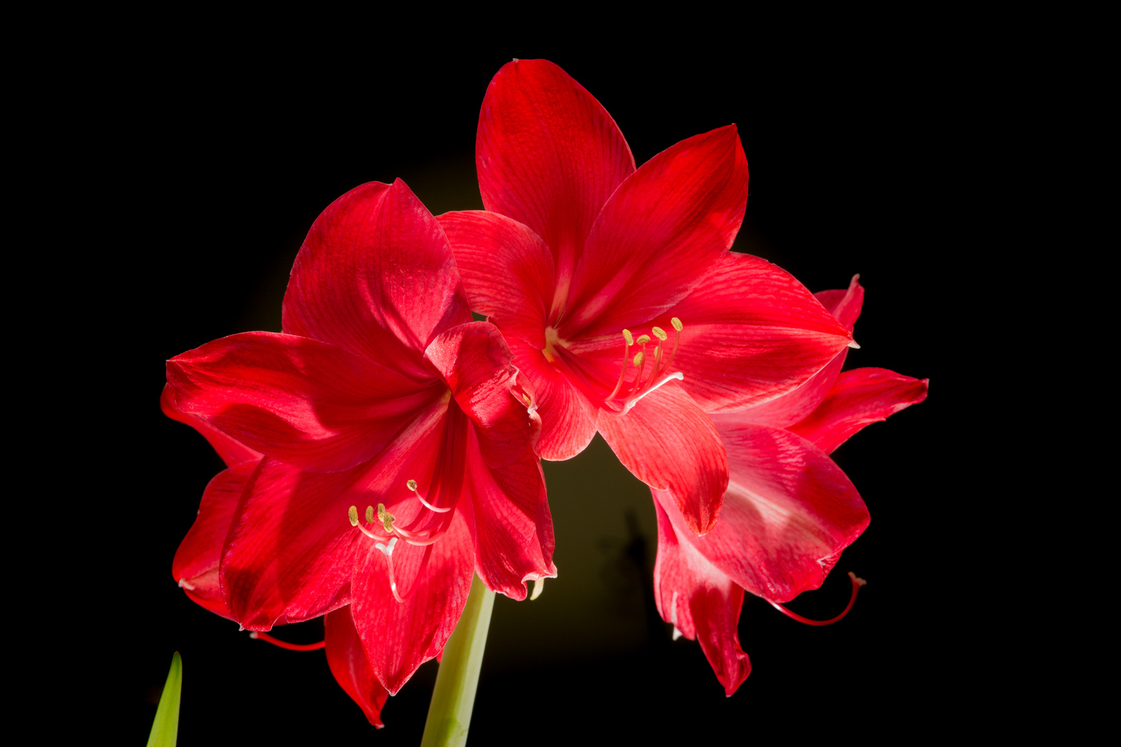 Amaryllis-Studie V