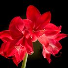 Amaryllis-Studie V