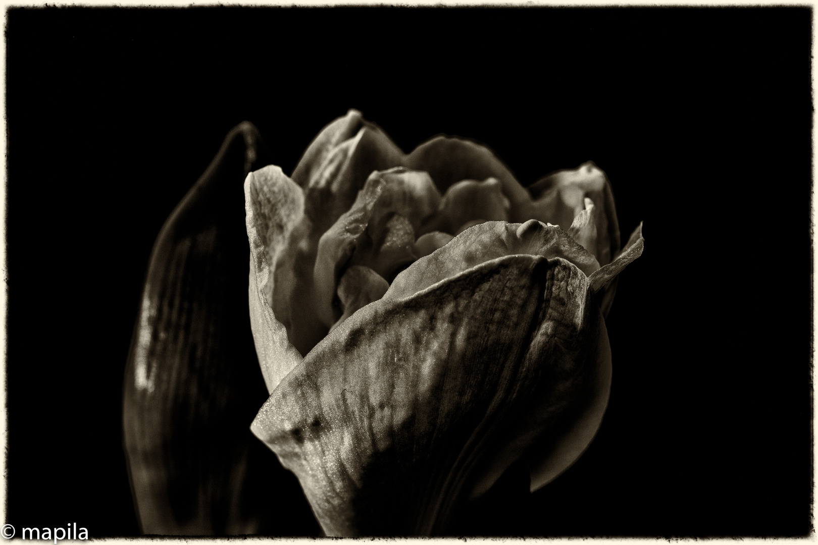 Amaryllis ...the beginning