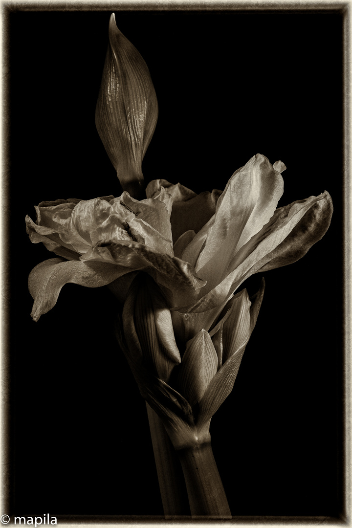 Amaryllis ...the opening