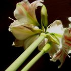 Amaryllis total