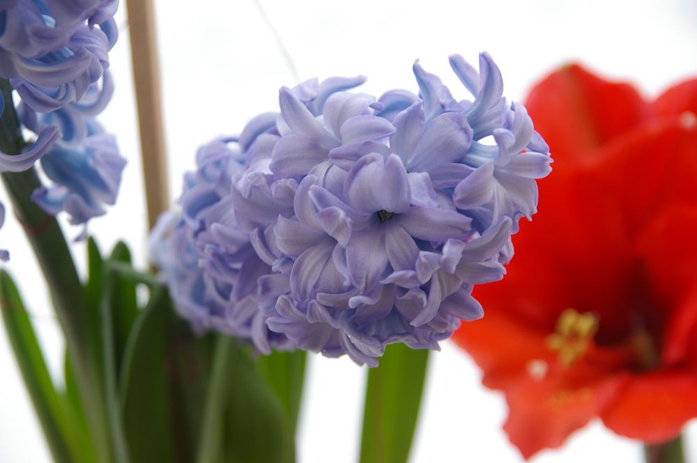 Amaryllis und Hyacinthus