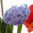 Amaryllis und Hyacinthus