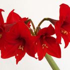 Amaryllis Variationen 1