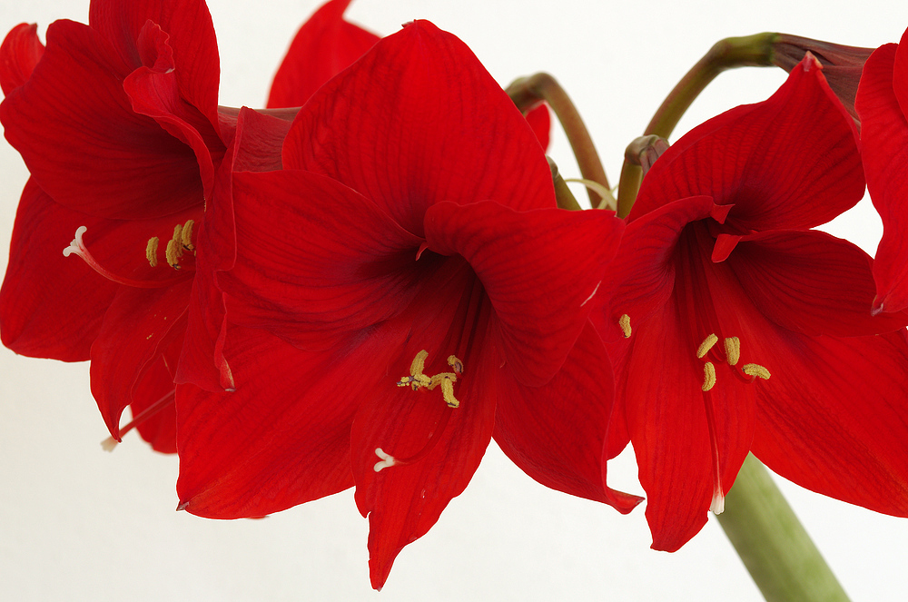 Amaryllis Variationen 2