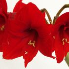 Amaryllis Variationen 2