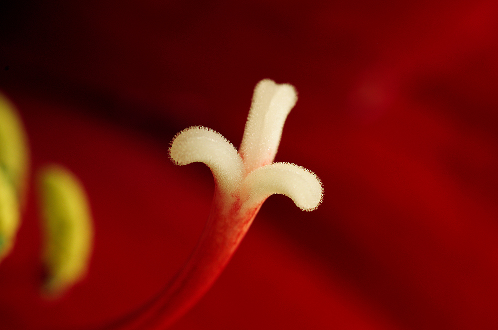 Amaryllis Variationen 4