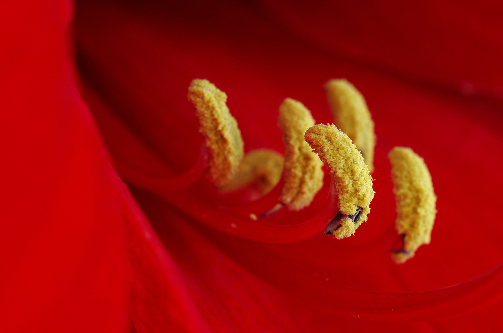 Amaryllis Variationen 5