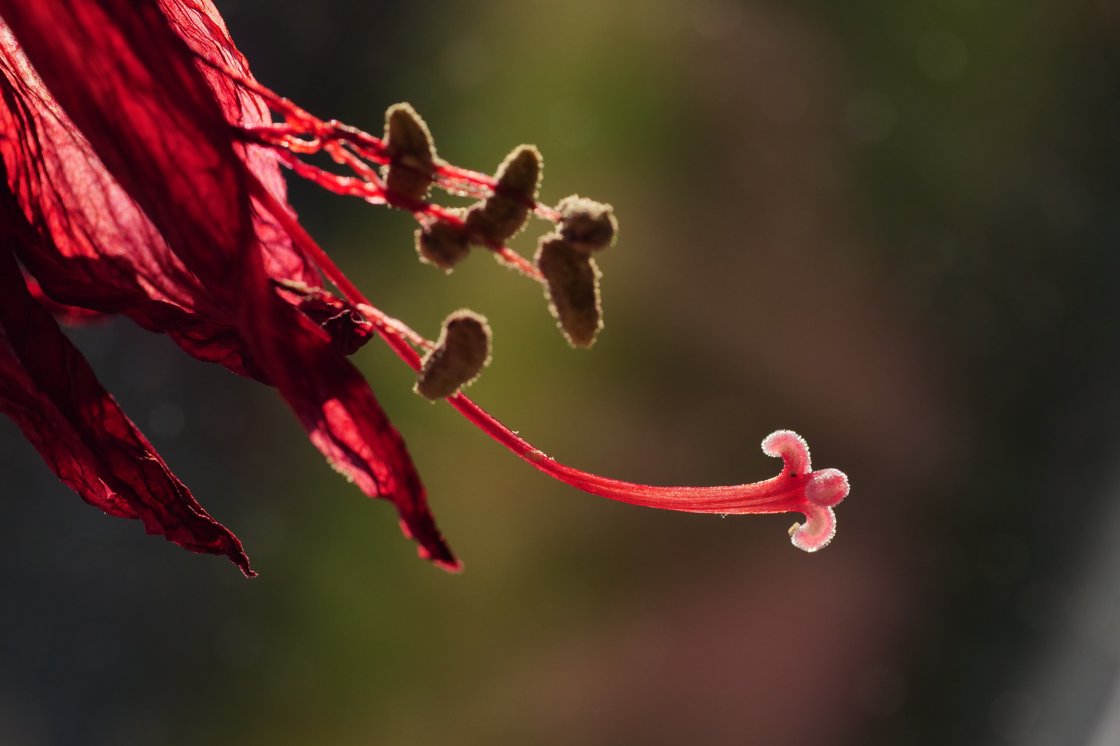 Amaryllis verblüht ...