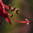 Amaryllis verblüht ...