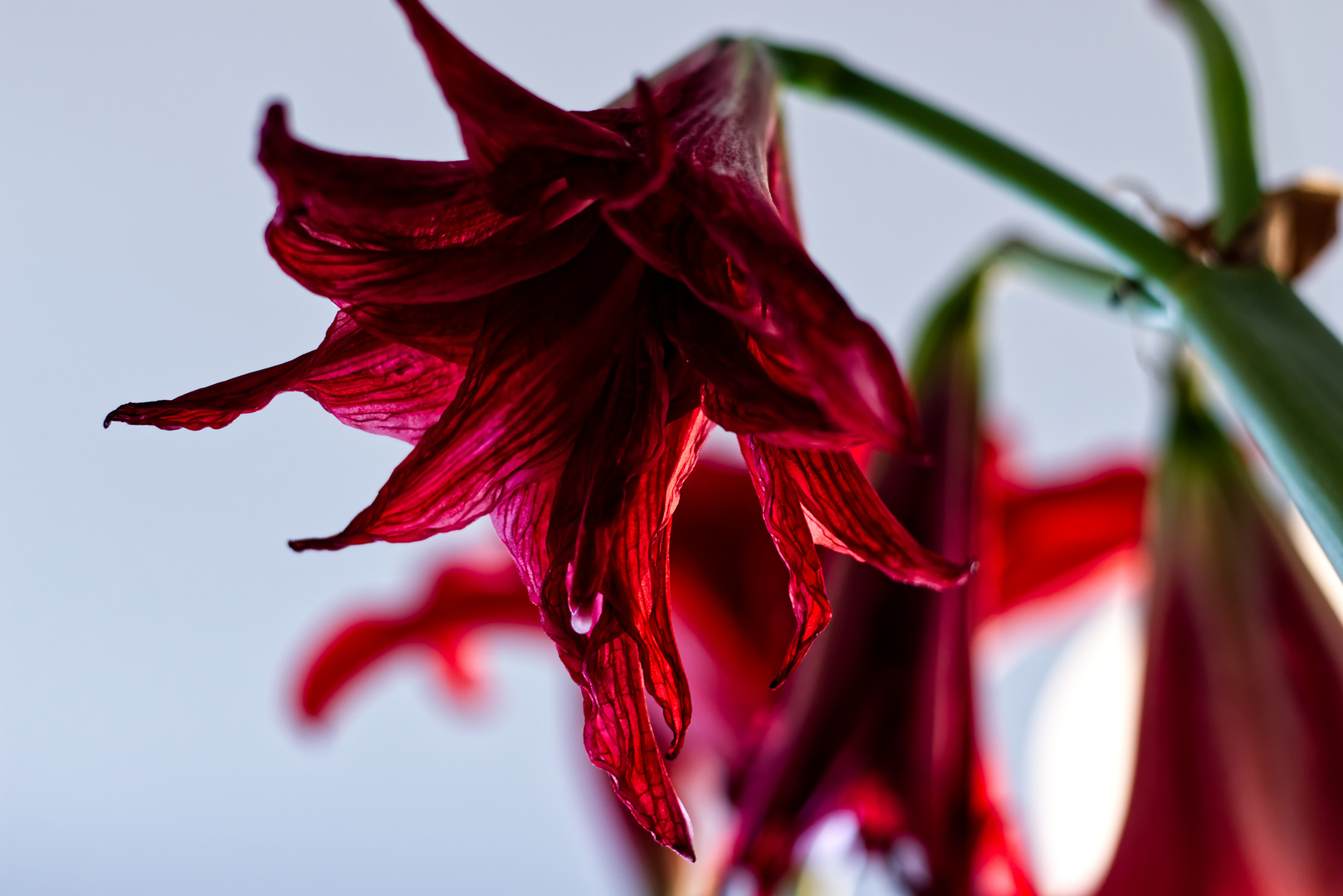 Amaryllis verblüht