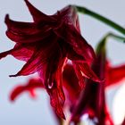 Amaryllis verblüht