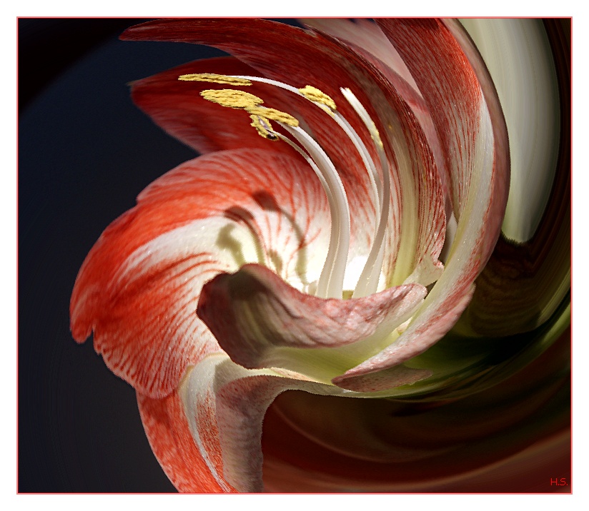 Amaryllis verspielt