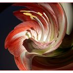 Amaryllis verspielt