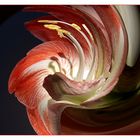 Amaryllis verspielt