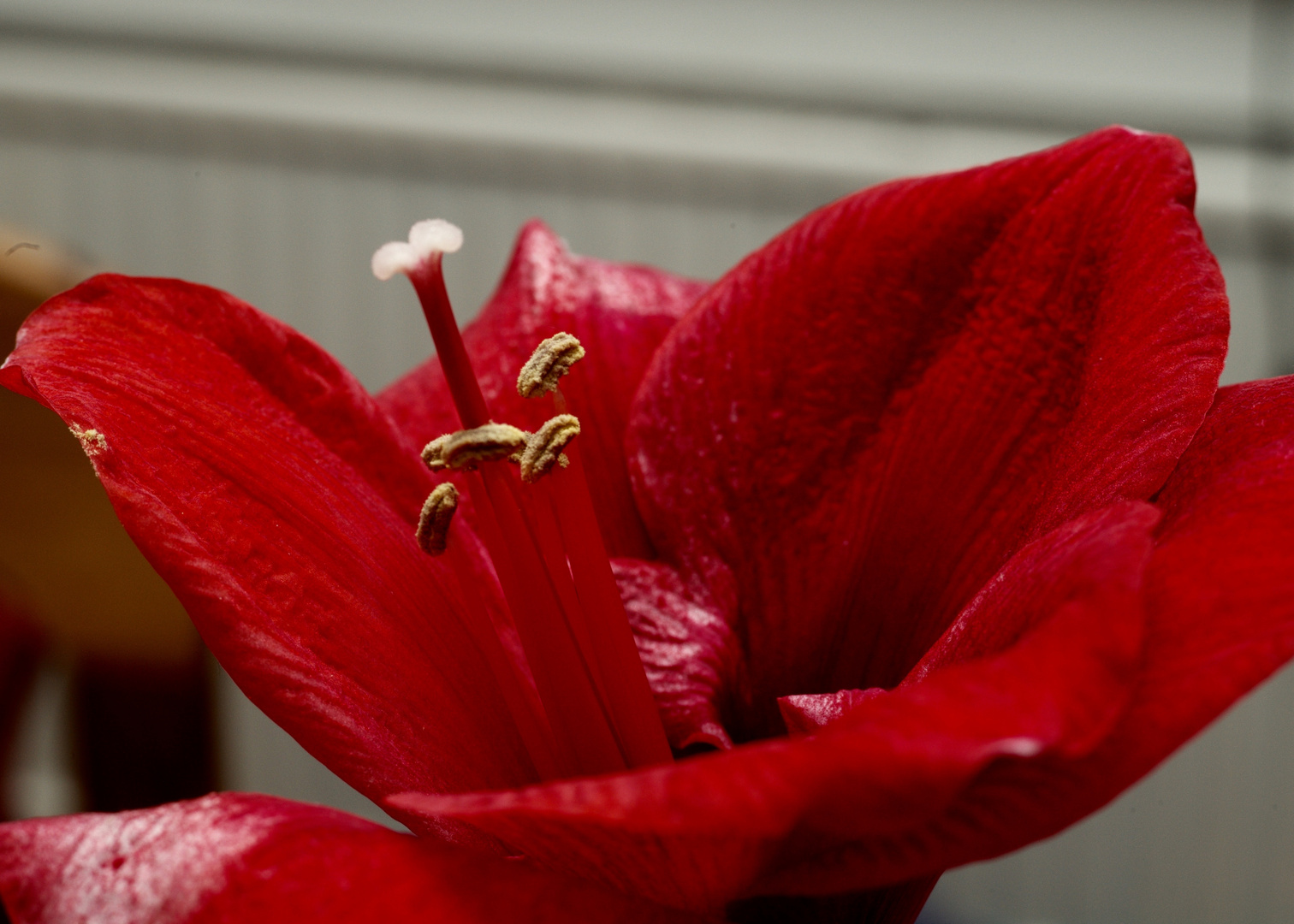 Amaryllis - Versuch 1