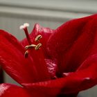 Amaryllis - Versuch 1