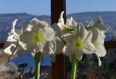Amaryllis voll erblüht
