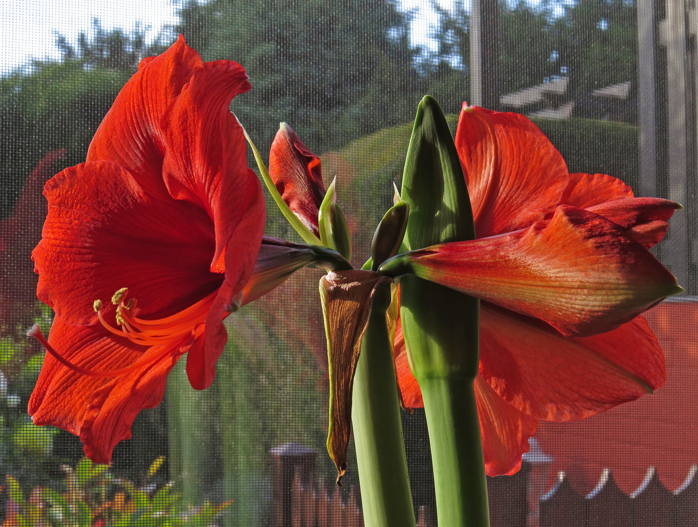 Amaryllis vor dem Gitter.