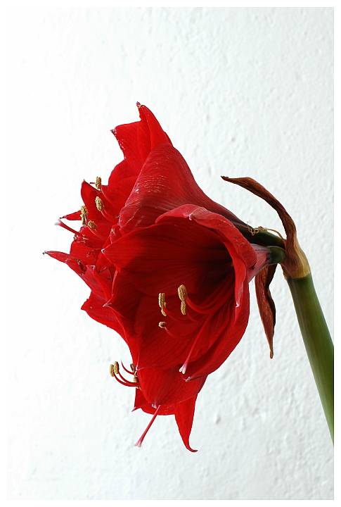 Amaryllis vor Putz