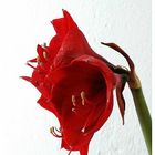 Amaryllis vor Putz