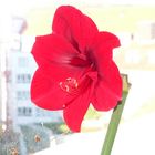 Amaryllis vor Wasserfarben