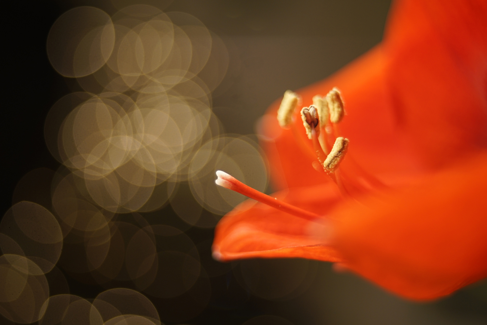 Amaryllis vor Weihnachtsbaum