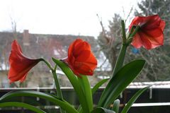 Amaryllis vorm Schnee