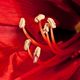 Amaryllis was denn sonst