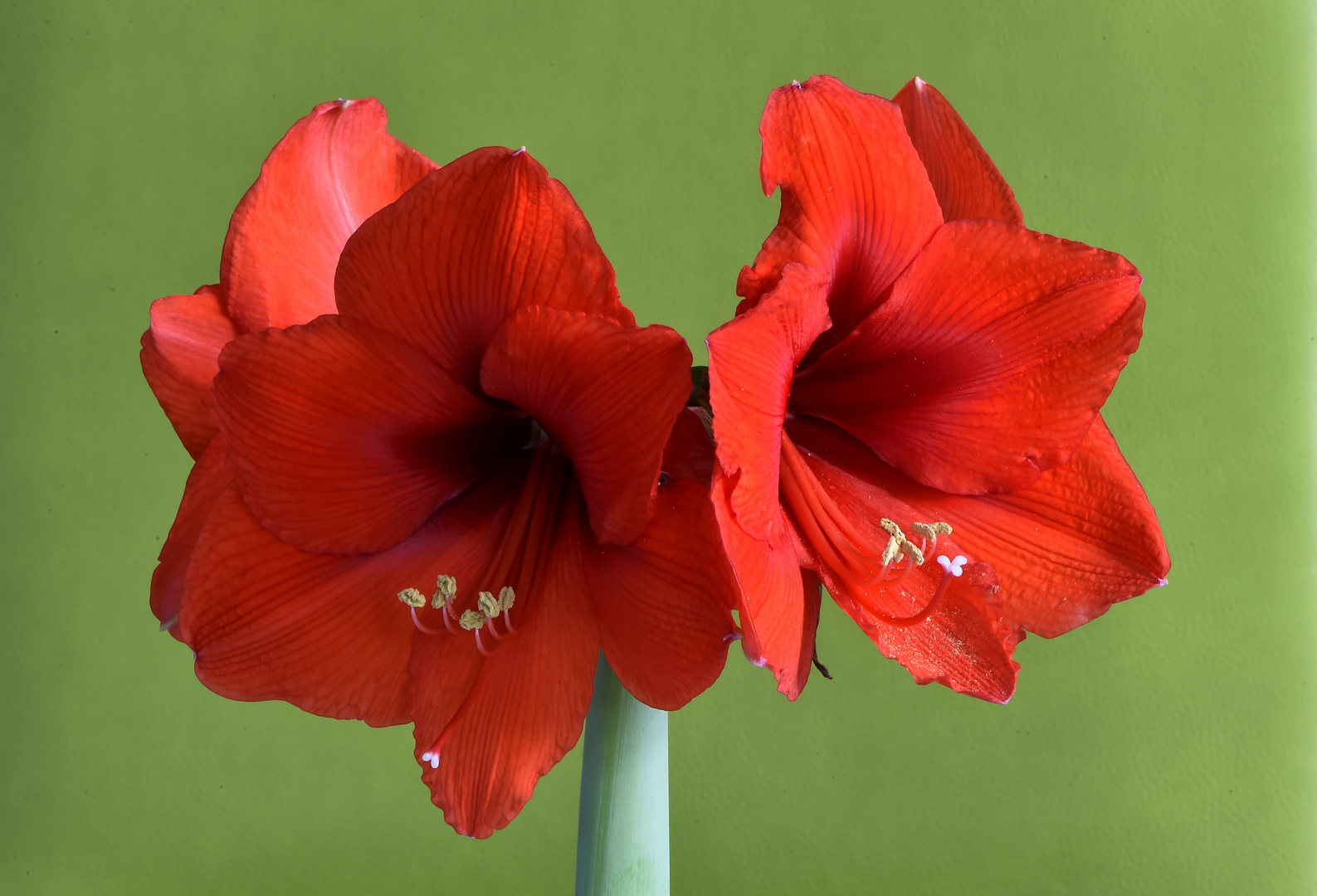 Amaryllis waxz