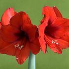 Amaryllis waxz