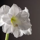 Amaryllis weiss