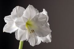 Amaryllis weiss