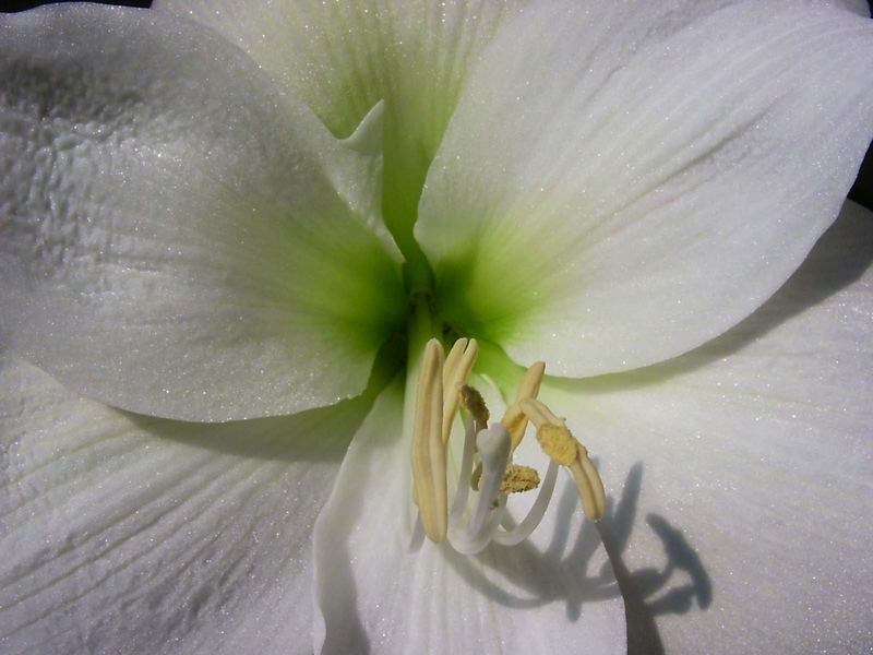 Amaryllis weiß