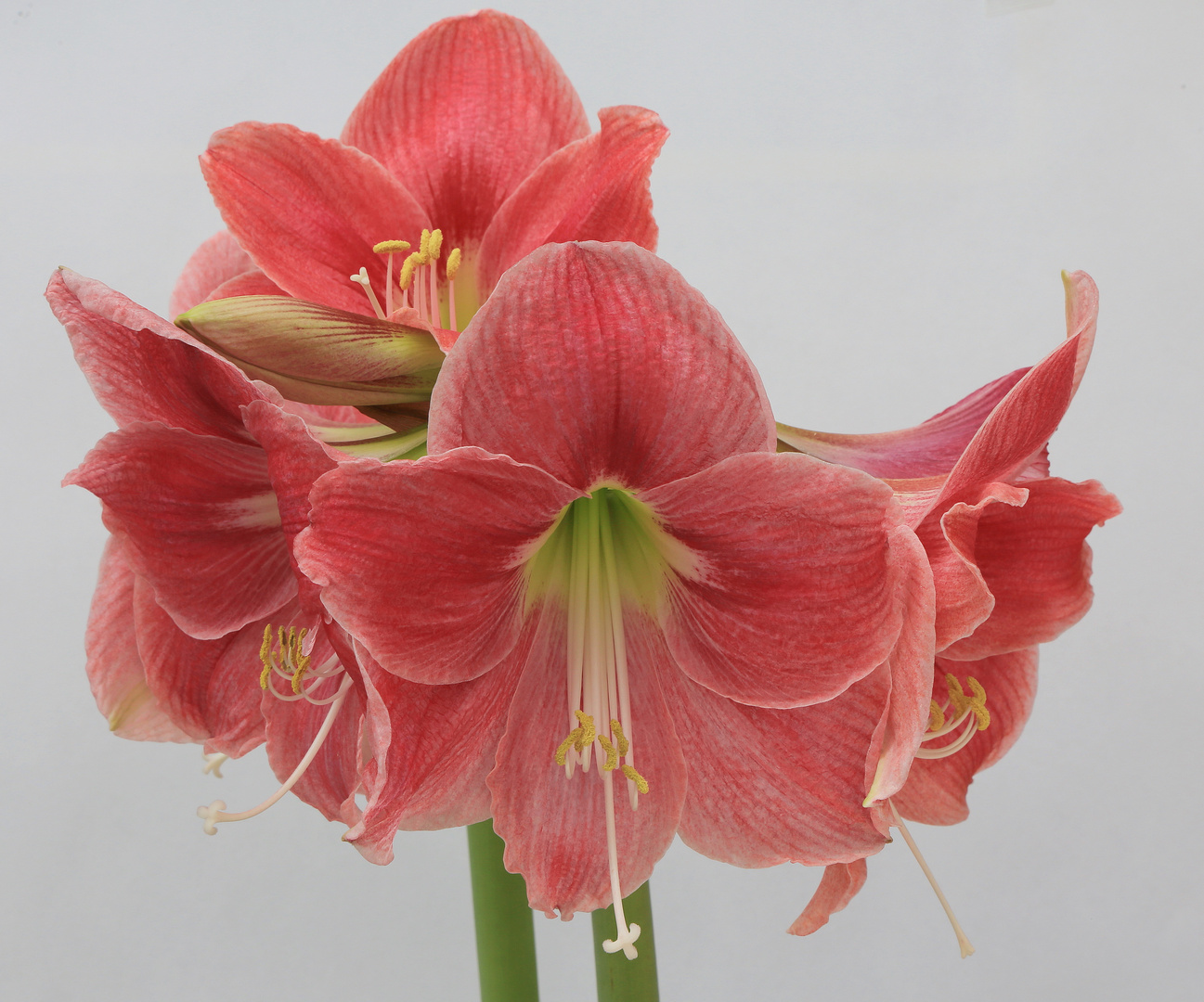 amaryllis - weiß