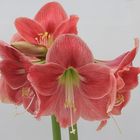 amaryllis - weiß