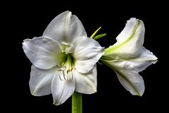 Amaryllis weiss