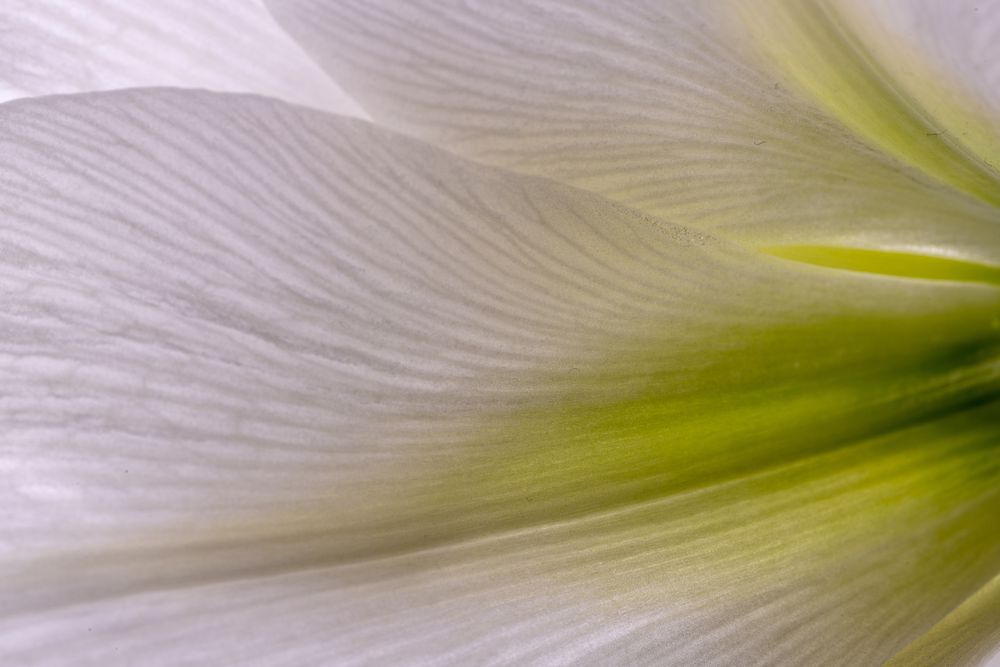 Amaryllis weiss