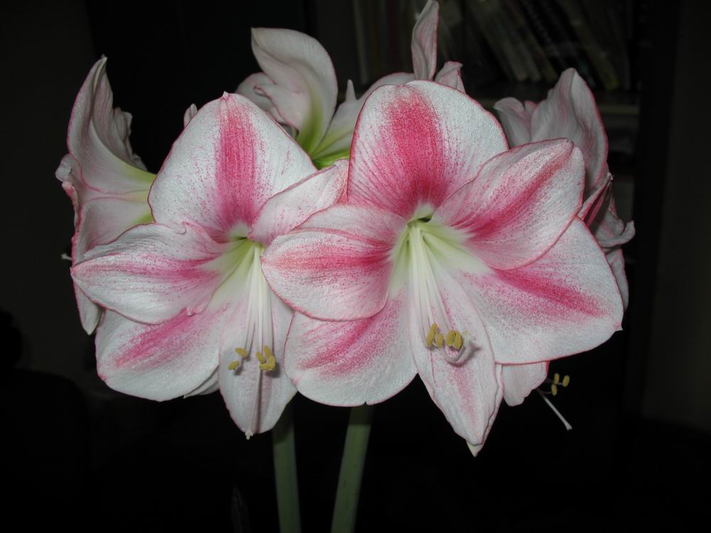 Amaryllis Weiss - Rosa