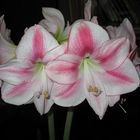 Amaryllis Weiss - Rosa