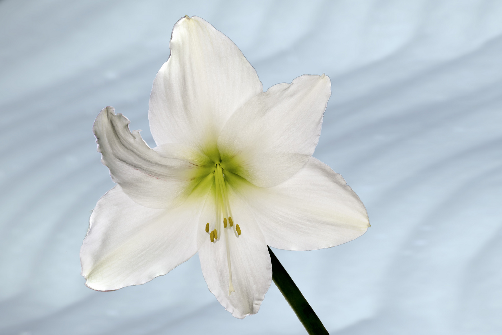 Amaryllis, weiß, Stack