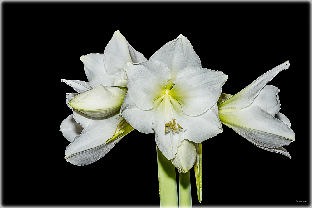 Amaryllis weiß - Tag 3